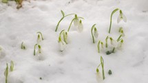 Spring time-lapse melting snow and white flower blooming 

