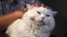 Close up hands petting a white cat. 