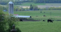 Cows Grazing On Beautiful Rural Farmland