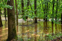 Flooded forest landscape 