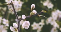 White flowers blooming in plum tree in spring Time lapse growing 4K, Hidden beauty of nature
