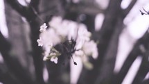 tiny white spring blossoms 