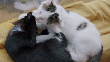 Kittens play wrestling