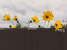 yellow flowers behind a fence 