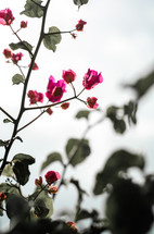 pinks flowers and green leaves against a white sky