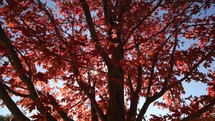 sunburst through branches of an autumn tree