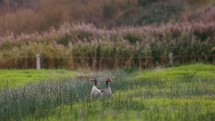A Couple Of Pilgrim Geese On The Lush Green Field With Wild Grass In The Background Blowing In The Wind. - wide shot