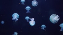 Close up view of the Jellyfish	
