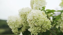 White & green Panicled hydrangea flower in a plant garden on a beautiful summer day with a landscape view of country side in the background.