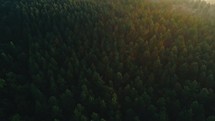 areal view over a forest 