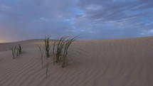 Clumps of grass growing on a sand dune in a desert wilderness