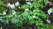 Blooming of white spring flowers in wild green nature forest Growing time-lapse
