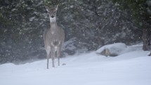deer in winter snow 