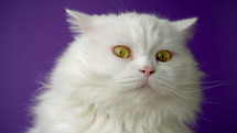 Portrait of white furry cat. Studio colorful light footage. Luxurious domestic cat poses on purple background