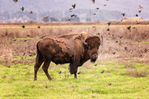 flock of birds around a bison