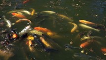 Koi Fish Pond.