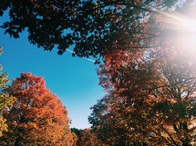 fall trees with a blue sky backdrop 