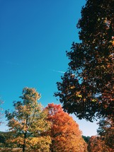 fall trees with a blue sky backdrop 