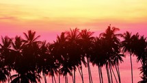 Sunset at the Tropical Sand Beach. Palm tree and beautiful tropical beach.	