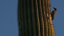 Two woodpeckers on a giant Saguaro cactus