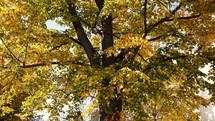 View around an autumn tree