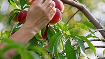 Female Hand Pick Ripe Juicy Peaches From Peach Tree. Branch In Fruit Garden