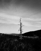 lone bare tree on a mountaintop 