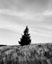 tree on a mountaintop in black and white 