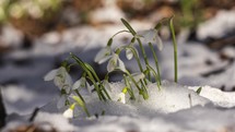 Snow melting fast and snowdrops flowers blooming and twinkle in wind in forest spring time lapse
