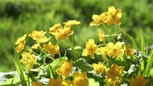 Yellow flowers marsh marigold in fresh green spring nature
