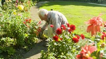 Senior caucasian man gardening