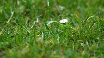 Fresh spring rain is raining on green grassy meadow with white daisy flower, slow motion of rainy nature
