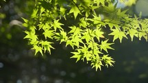 Japanese maple leaves in the sunlight