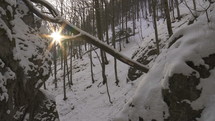 Last sun in winter forest
