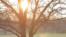 sunburst behind a bare tree 