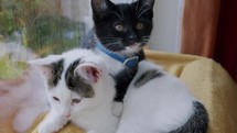 Adorable kittens next to window