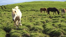 icelandic horses close up view