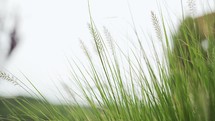 Up-close, shallow depth of field shot of over-grown blades of green grass and weeds on a clear sky day.