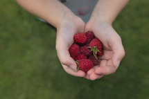 cupped hands holding raspberries 