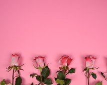 pink roses on a pink background 
