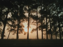 sunrise and fog through pine trees 