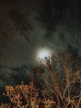 moon light over a tree 