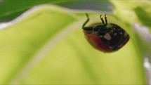 Little red ladybug on the basil leaf