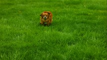 small dog running 