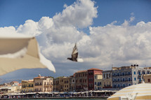pigeon flying over umbrellas in Greece 