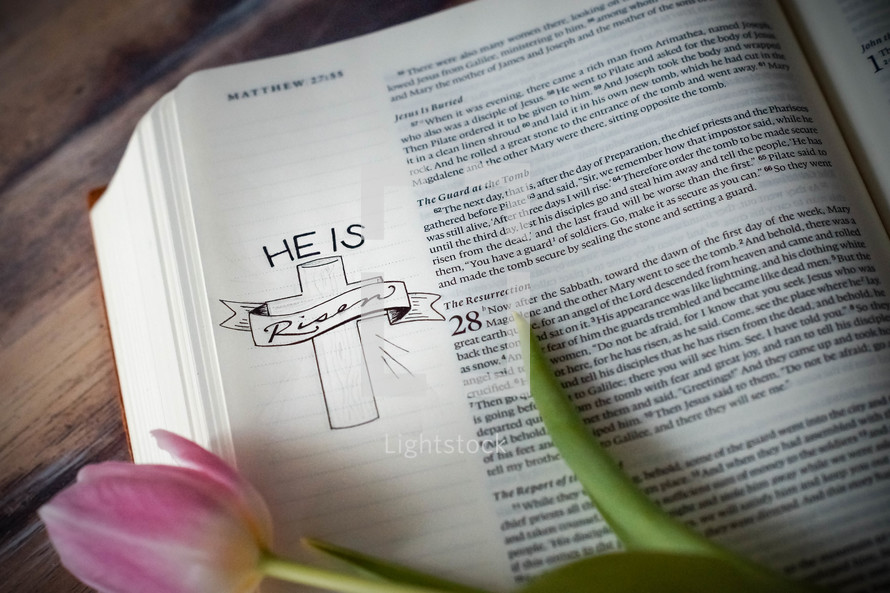 pink spring tulip on the pages of a Bible 
