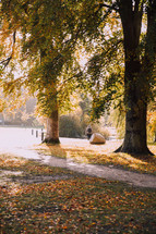 fall trees in a park in Copenhagen 