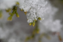 snow on evergreen branches 