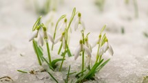 Beautiful snowdrop flowers blooming and snow melting fast in spring; time lapse
