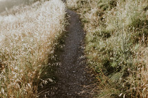 A path through a field of dry grass.